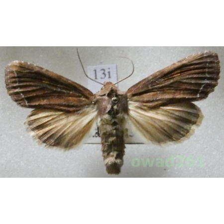 Lacanobia oleracea (Linnaeus, 1758) Czech13i